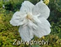 ibišek - Hibiscus syriacus 'White Chiffon'