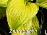 bohyška - Hosta 'Stained Glass'