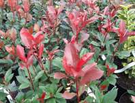 blýskavka - Photinia fraseri 'Carré Rouge'