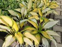 bohyška - Hosta 'Orange Marmelade'