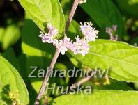 krásnoplodka - Callicarpa dichotoma 'Issai'