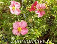 mochna - Potentilla fruticosa 'Bellissima'