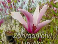 šácholan - Magnolia 'Orchid'