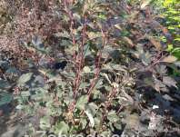 tavola - Physocarpus opulifolius 'Summer Wine'