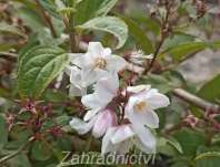 trojpuk - Deutzia rosea 'Carminea'