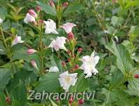 vajgélie - Weigela 'Edouard Andre'