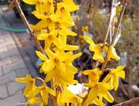 zlatice - Forsythia intermedia 'Goldzauber'