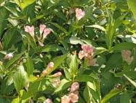 vajgélie - Weigela 'All Summer Peach'