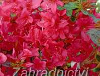 Azalea japonica 'Fridoline'