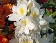 Azalea knaphill 'Persil'