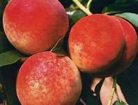 broskvoň obecná Harbinger - Prunus persica Harbinger