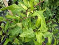 břečťan - Hedera helix 'Green Ripple'