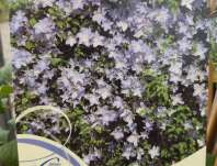 plamének - Clematis 'Blue Angel'