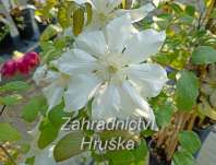plamének - Clematis 'Halina Noll'