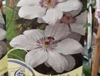 plamének - Clematis 'Jan Pavel II'