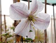 plamének - Clematis 'White Prince Charles'