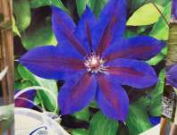 plamének - Clematis 'Wildfire'