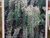 vistárie - Wisteria sinensis 'Alba'