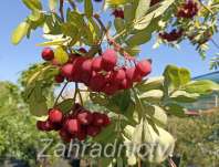 jeřáb - Sorbus Granatina