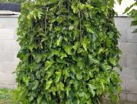 moruše - Morus alba Pendula
