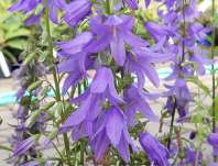 Campanula rapunculoides Cambell Blue