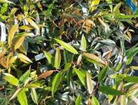 Leucothoe keiskei 'Burning´Love'
