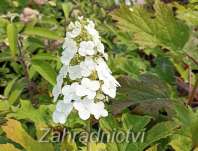 hortenzie - Hydrangea quercifolia 'Ice Crystal®´