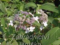 hortenzie - Hydrangea villosa 'Velvet and Lace'