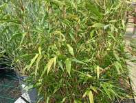 bambus - Fargesia rufa