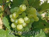 Vinná réva V 25 - 20