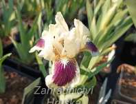 Iris barbata - nana Black Cherry Deligh