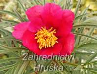 Paeonia tenuifolia