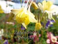 Aquilegia caerulra Spring Magic Yellow