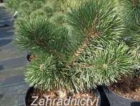 Borovice - Pinus mugo 'March'