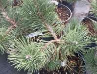 Borovice - Pinus nigra 'Bonsai Kalouš'