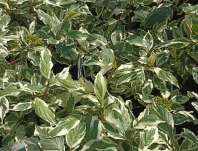 svída - Cornus alba 'Sibirica Variegata'