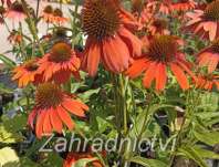 Echinacea Lakota Orange