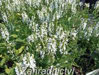 Salvia nemorosa Bordeau White