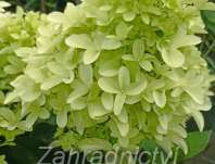 hortenzie - Hydrangea paniculata 'Skyfall'