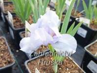 Iris barbata - nana Little Saphire