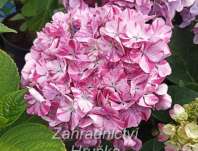 hortenzie - Hydrangea macrophylla 'Sweet Campino'