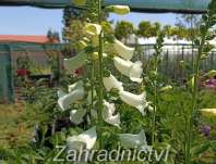 Digitalis Virtuoso White