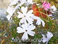 Phlox subulata G.F.Wilson
