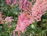 Astilbe chinensis Little Vision in Pink