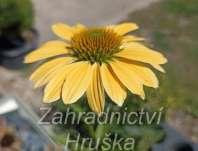 Echinacea purpurea Mellow Yellows