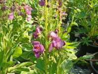 Verbascum Plum Smokey