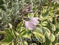 bohyška - Hosta 'Pilgrim'