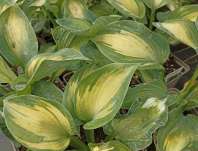 bohyška - Hosta sieboldiana 'Golden Meadows'