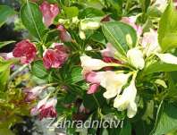 vajgélie - Weigela florida 'Marjorie'