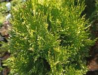 zerav - Thuja orr. 'Fleck'